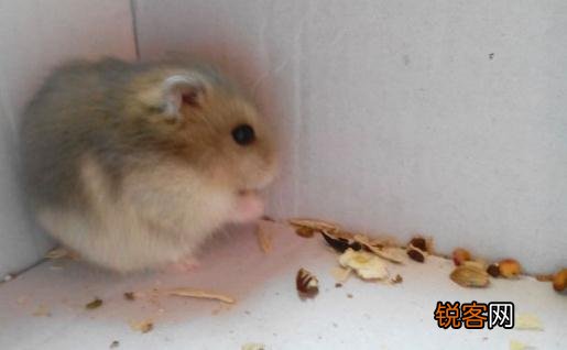 紫衣仓鼠的简介-紫衣仓鼠的生长环境