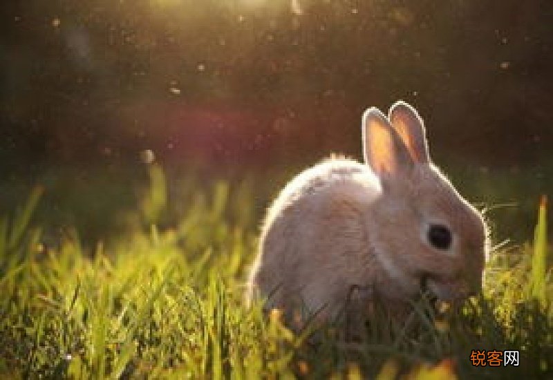 兔子冬眠吗为什么