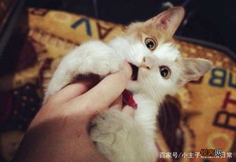猫的狂犬病毒潜伏期有多久