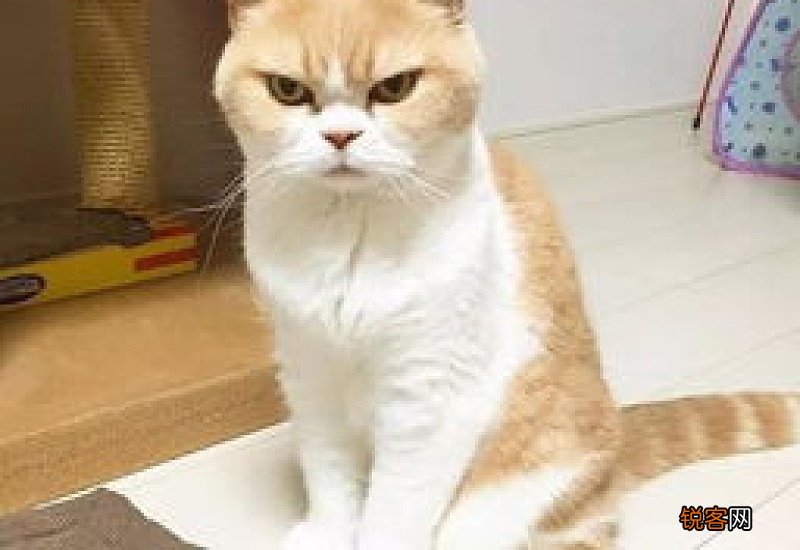 猫咪生气了
