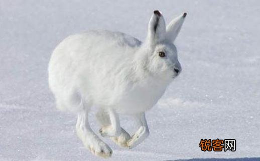 北极兔的简介-北极兔是什么？，北极兔的特点