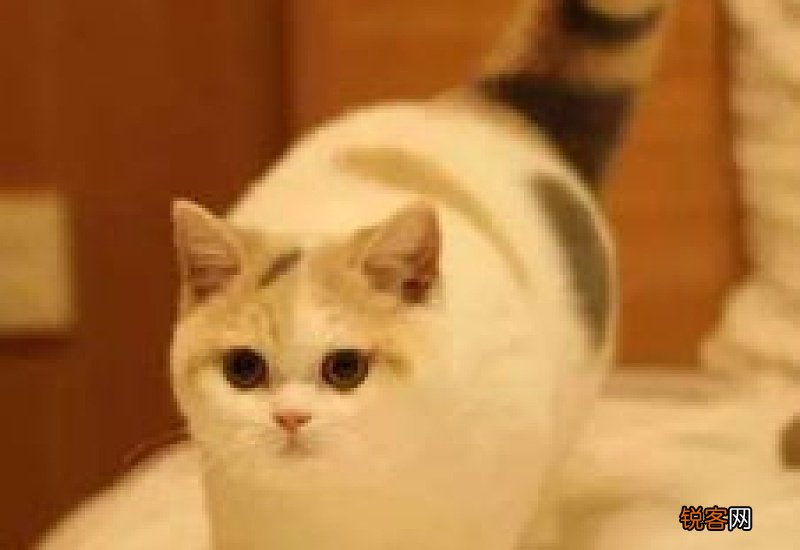 英短三花配纯白能出什么颜色