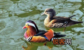 鸳鸯最早用来比作什么 鸳鸯最早的寓意