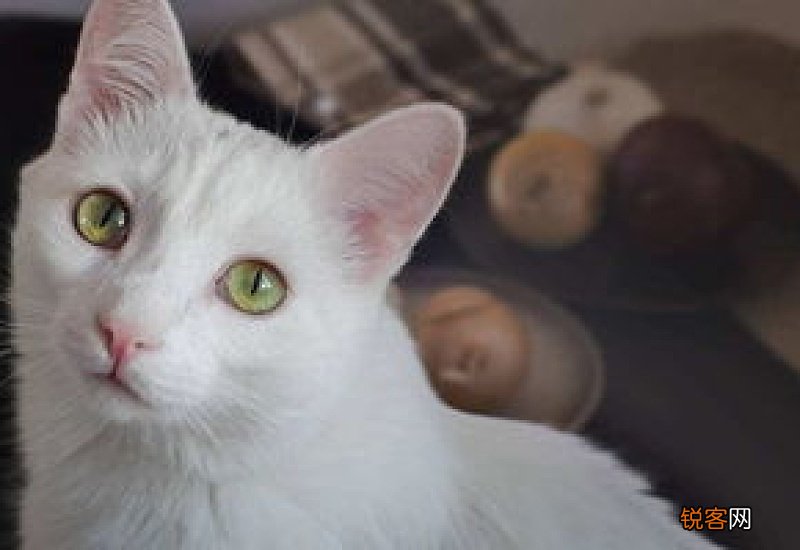 猫咪鼻子变白了怎么回事
