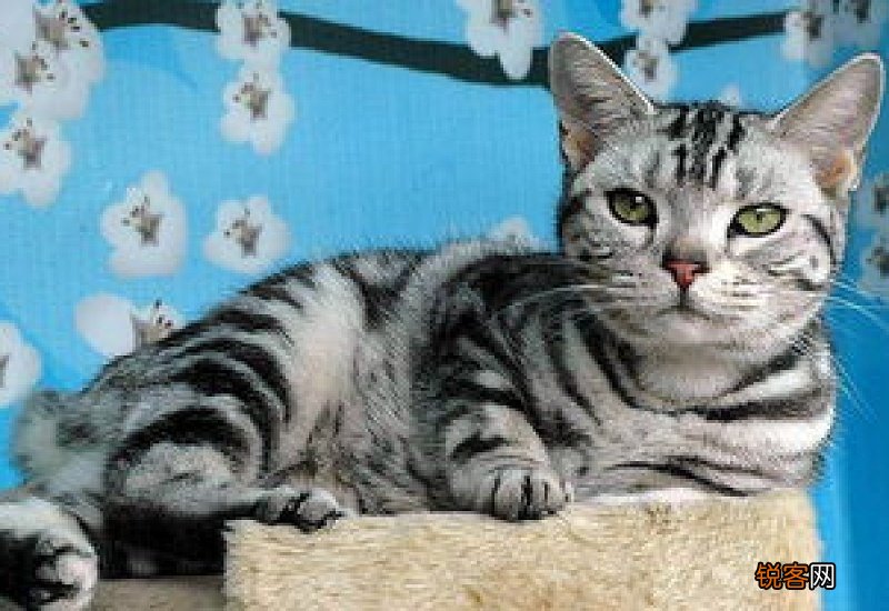 猫肾衰后吃东西是不是好了