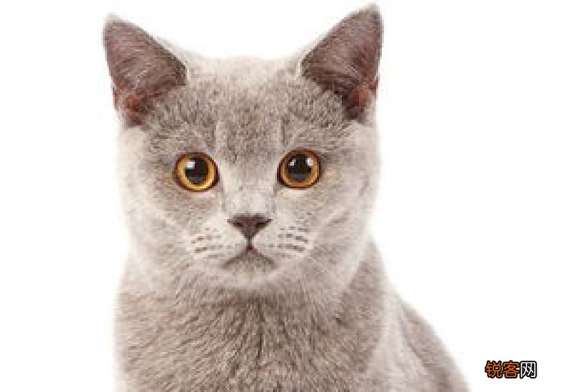 猫咪益生菌哪个牌子好