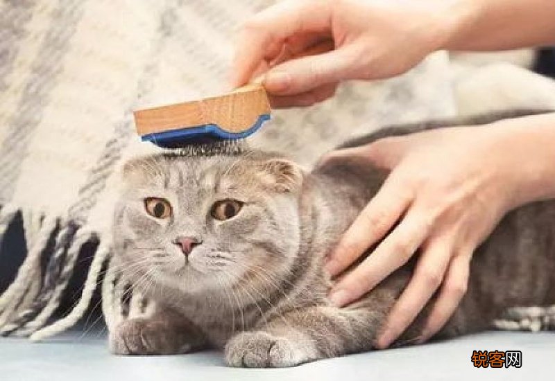 艾草对猫咪有害吗