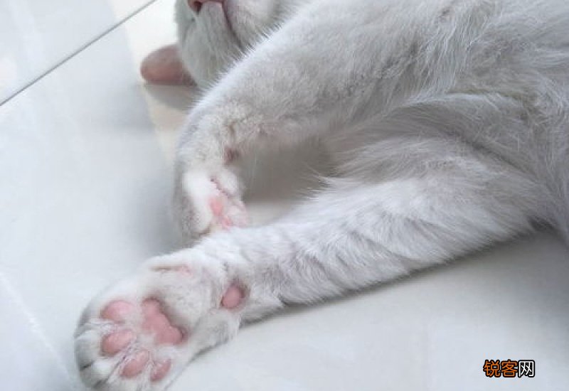 猫咪爪子颜色