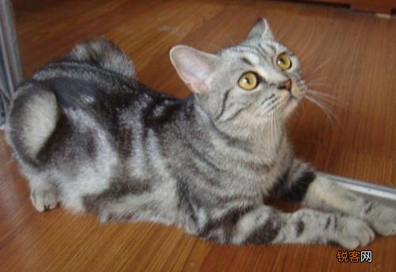 小猫多久睁眼走路