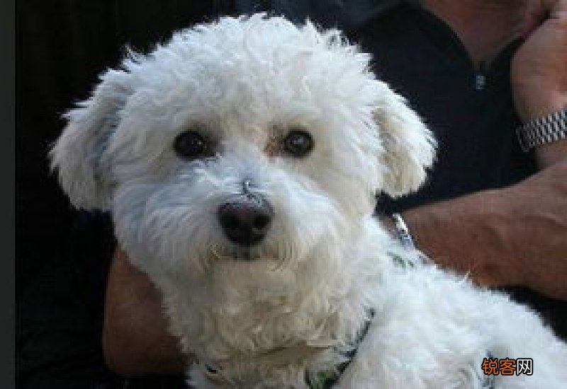 比熊犬吐黄水泡沫怎么回事