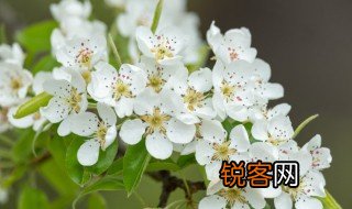 描写梨花的优美句子 描写梨花的优美句子精选