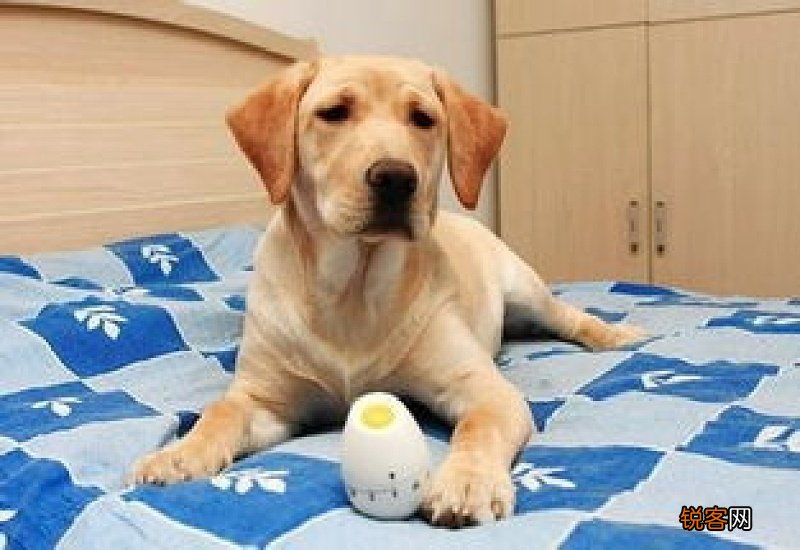 拉布拉多犬吃饭行吗