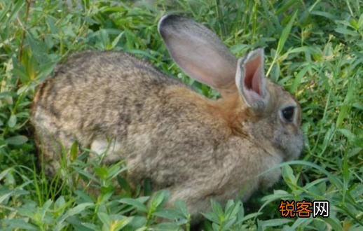 比利时兔的简介-比利时兔的生活环境