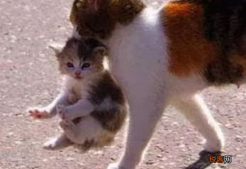 为什么一揪猫后脖子他就不动了