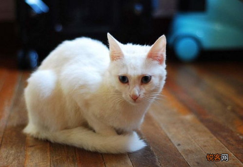 猫咪浓眼屎怎么办