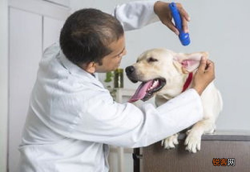 刚买的狗狗都需要检查什么