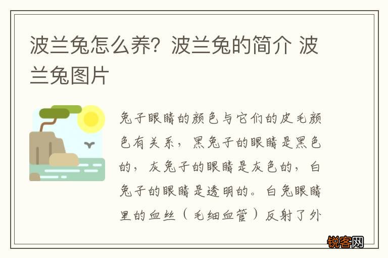 波兰兔怎么养？波兰兔的简介 波兰兔图片