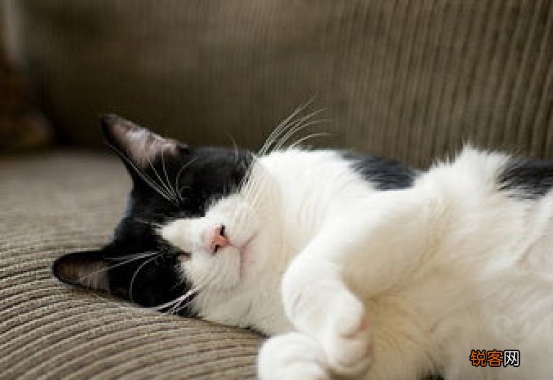 英短猫乱尿怎么回事