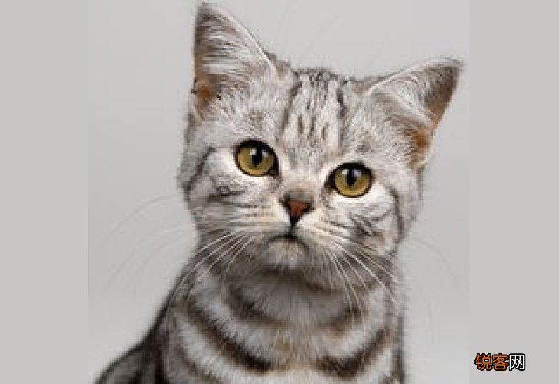 猫咪跑出去能找到家吗
