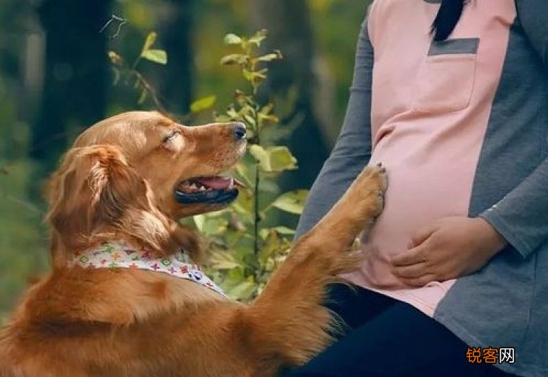 狗怀孕可以驱虫吗