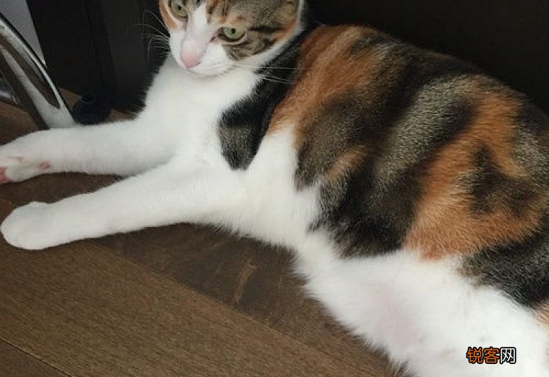 为什么母猫绝育之后还会叫