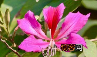 紫荆花怎么读，紫荆怎么读音