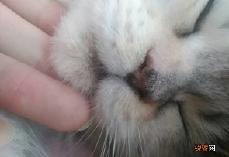 小猫咪鼻子干是怎么回事