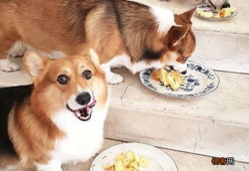 柯基掉毛吗体味重吗