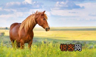 伯乐是指什么 伯乐指的是什么