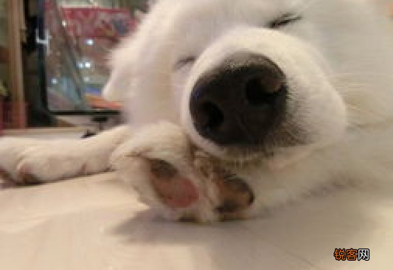 萨摩耶鼻子干怎么办