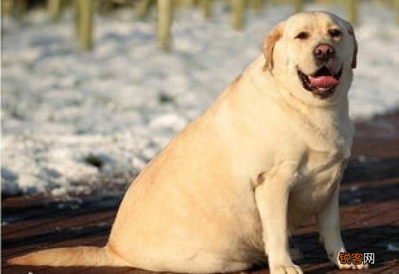 拉布拉多犬的优缺点
