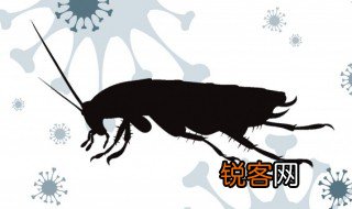 芫菁怎么读，红头芫菁怎么读