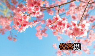 描写樱花的句子短句 描写樱花的短句句子有哪些