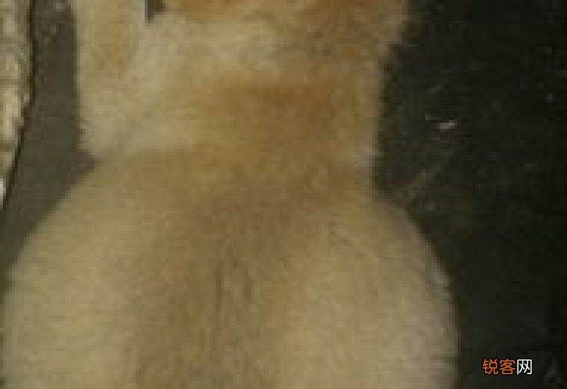 狗狗肚子胀很大怎么办呢不吃饭