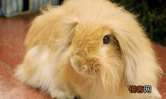 缎毛安哥拉兔的简介-缎毛安哥拉兔的价格