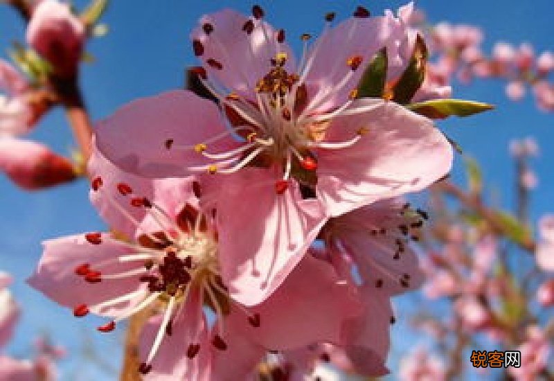桃花泡茶喝有什么功效 喝桃花茶要注意些什么