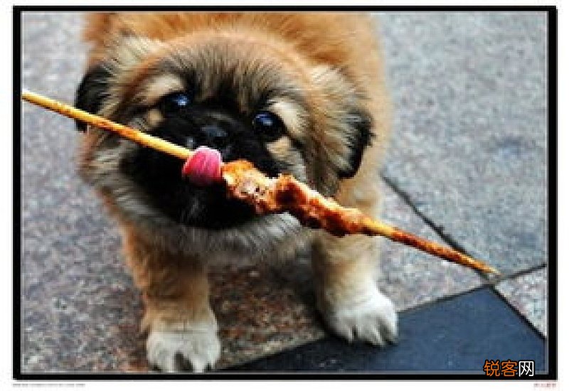 狗狗吃到辣东西会有怎样的表现