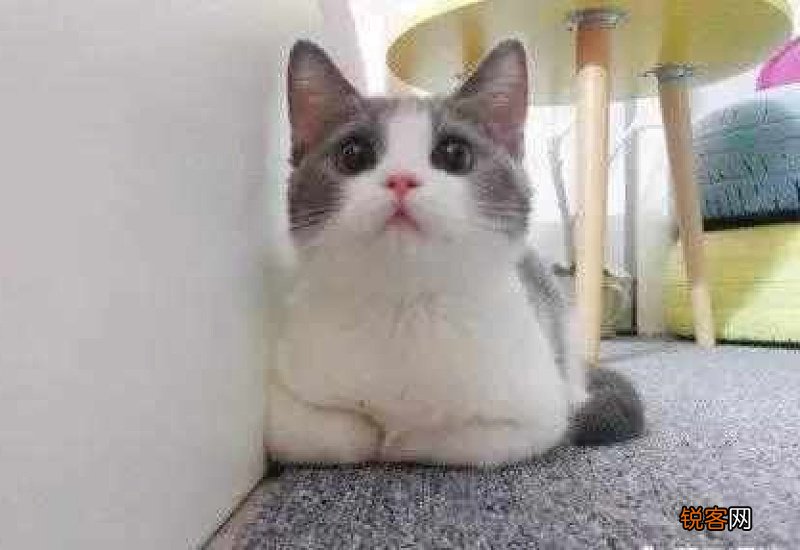 猫咪脱肛了为什么又缩回去了