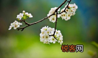 描写春天的句子短句 春天的唯美句子短句示例