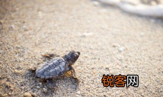 描写乌龟的优美句子 有关乌龟的句子介绍