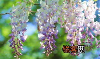 描写紫藤萝的优美句子 紫藤萝唯美的句子精选