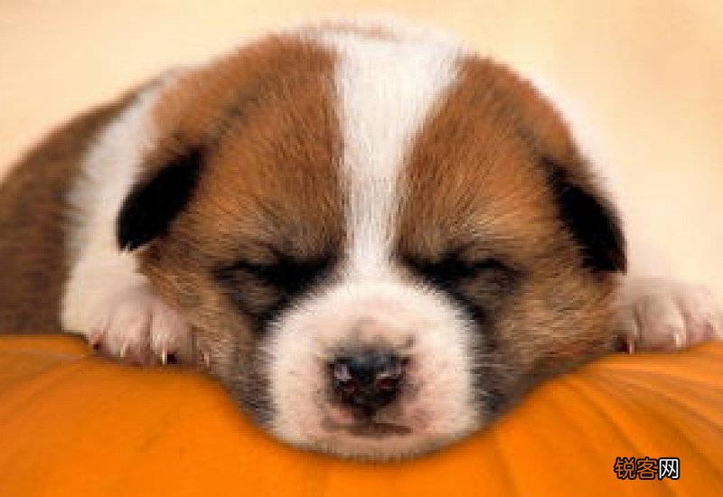 22天小狗吃什么