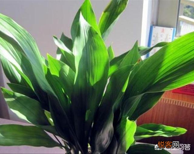 一叶兰植物容易养吗？