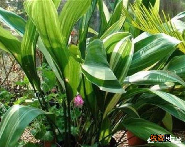 一叶兰植物容易养吗？