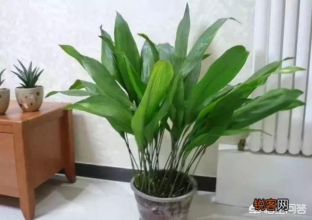 一叶兰植物容易养吗？
