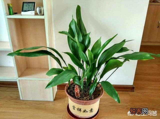 一叶兰植物容易养吗？