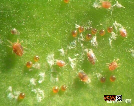 近期红蜘蛛爆发,现阶段最全的红蜘蛛防治方案是什么？