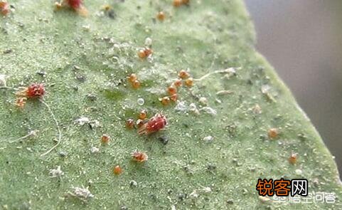近期红蜘蛛爆发,现阶段最全的红蜘蛛防治方案是什么？