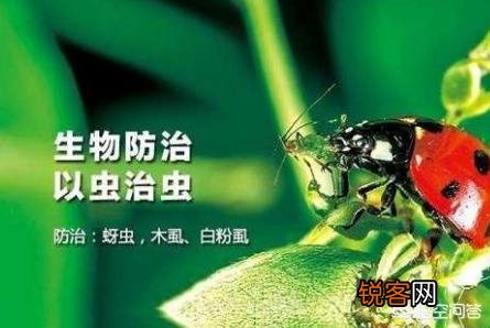 近期红蜘蛛爆发,现阶段最全的红蜘蛛防治方案是什么？