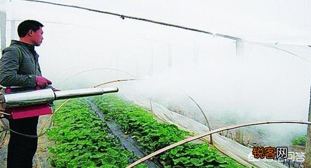 近期红蜘蛛爆发,现阶段最全的红蜘蛛防治方案是什么？